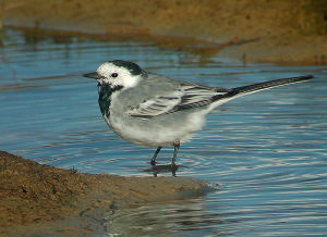 Lavandera blanca